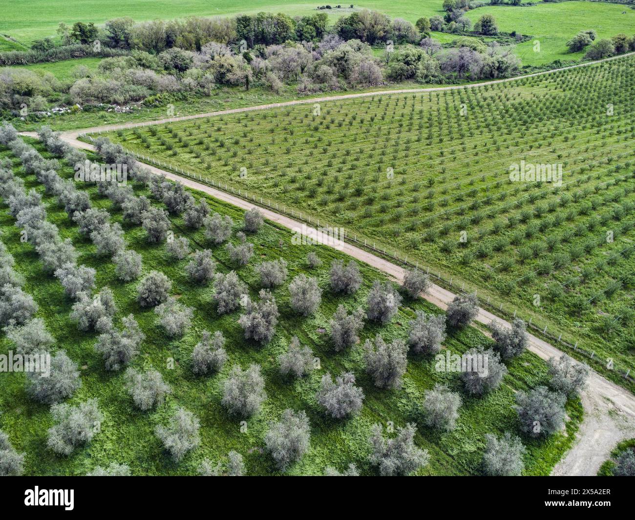 Un uliveto e nocciole visto dall'alto nella Tuscia Viterbese, Italia centrale Foto Stock Un uliveto e nocciole visto dall'alto nella Tuscia Viterbese, Italia centrale Foto Stock