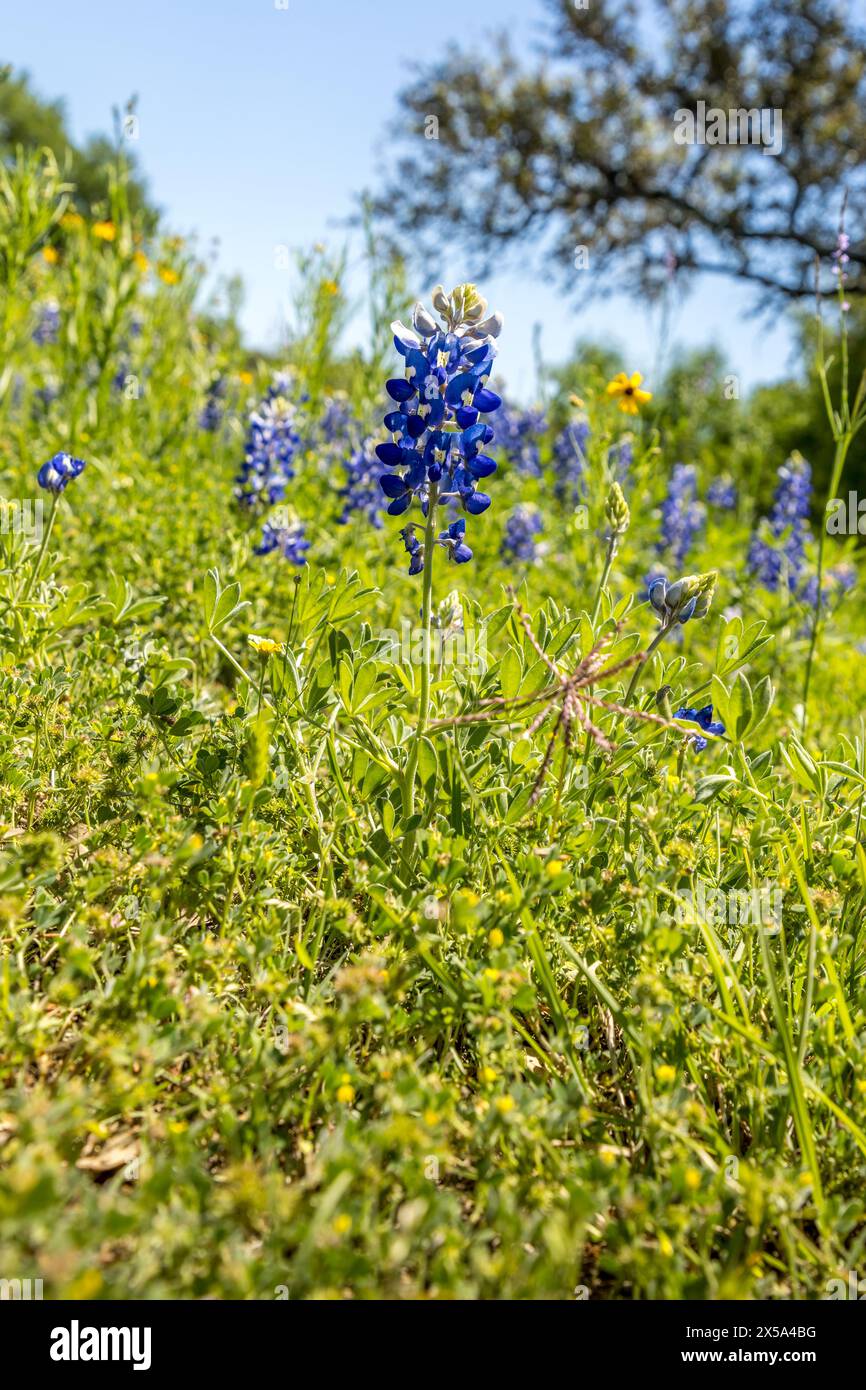 Un unico cofano blu nell'erba verde Foto Stock