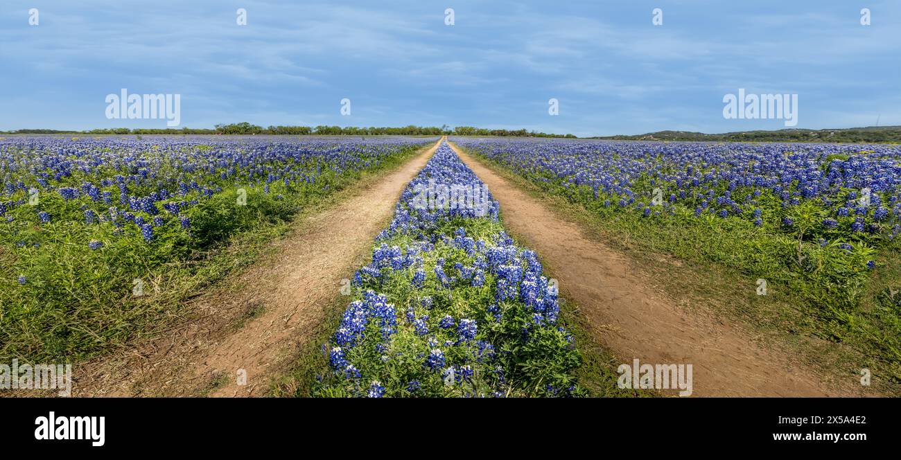 Vista panoramica su un prato con cofani blu e una strada sterrata attraverso i fiori selvatici Foto Stock