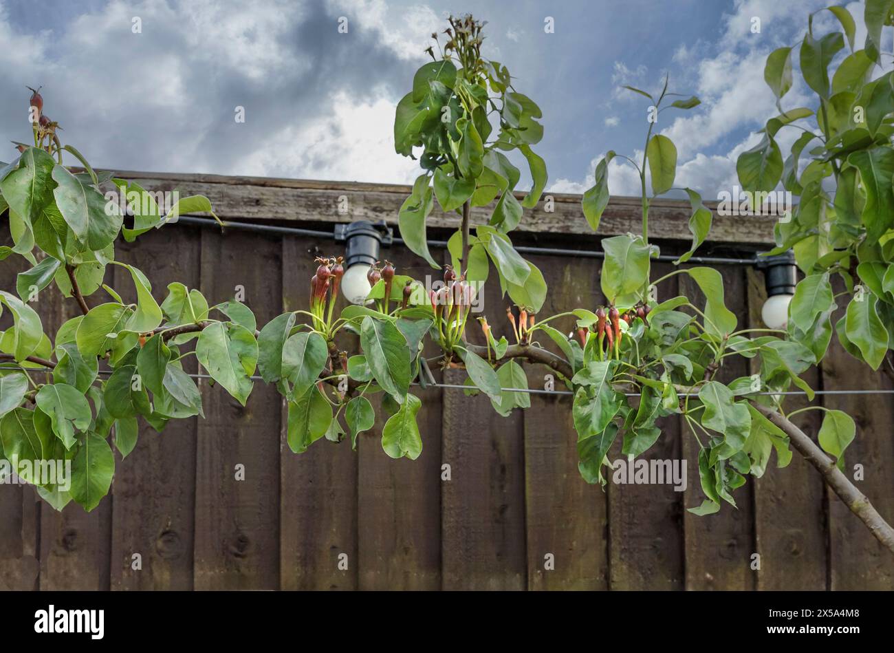 Espalier Pear Tree con piccole pere che iniziano a formarsi lungo i fili sulla nuova crescita Foto Stock