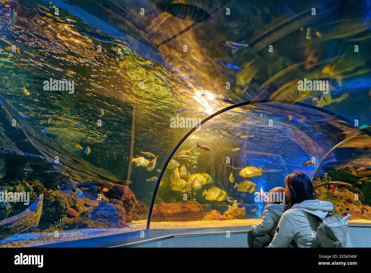 Passeggiata attraverso il tunnel dell'acquario presso lo Scarborough Sea Life Centre nello Yorkshire, Inghilterra. Foto Stock