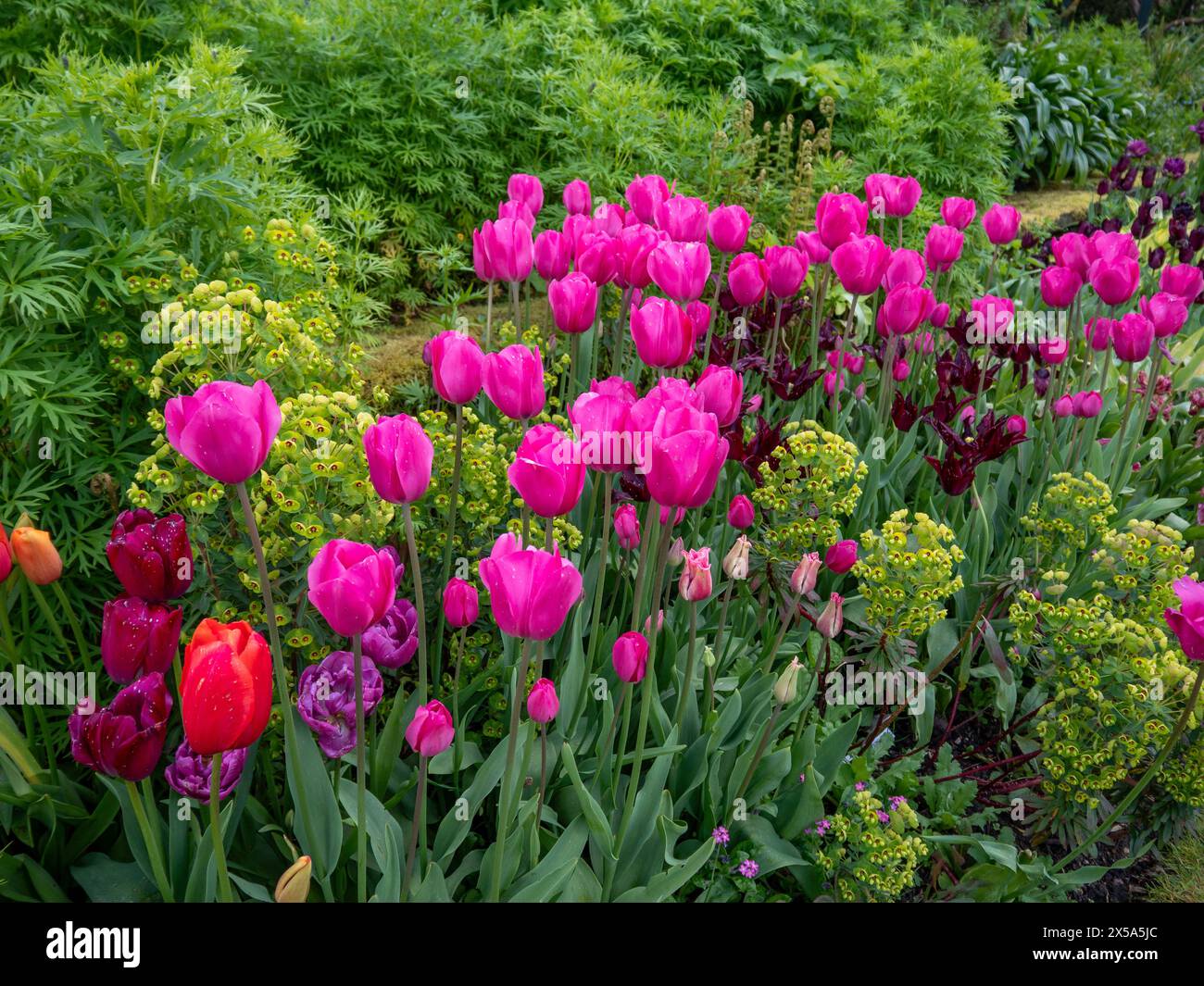 Tulipa Barcellona circondata da verde fresco fogliame di Monkshood e dall'euforbia verde acido a Chenies alla fine di aprile. Foto Stock