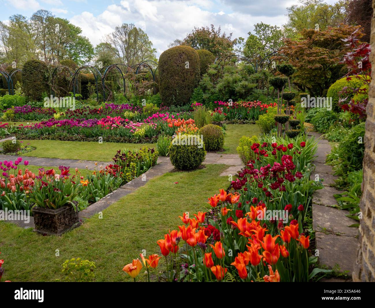 Angolo del Chenies Manor Garden, Buckinghamshire, con tulipani arancione, rosa, rosso e viola in un pomeriggio soleggiato alla fine di aprile. Foto Stock