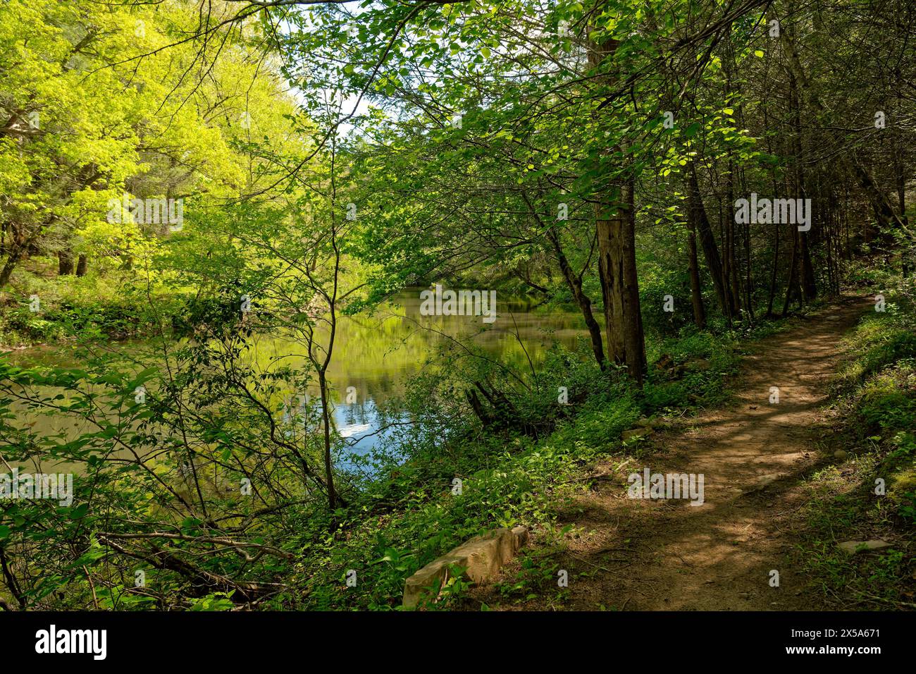 Sentiero escursionistico sterrato lungo il lento torrente con vegetazione lussureggiante nella foresta in una giornata di sole in primavera Foto Stock