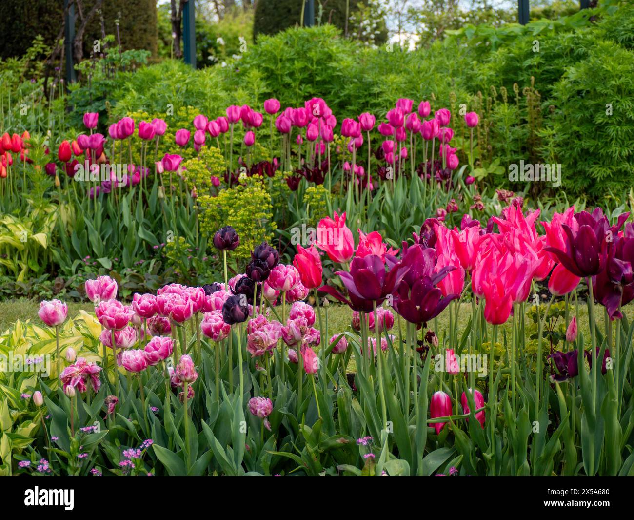 Chenie Manor Garden nel spring.bright rosa Tulipa Mariette, Tulipa Barcelona, doppio tulipa Vogue; file di fiori rosa, viola e foglie verdi fresche. Foto Stock