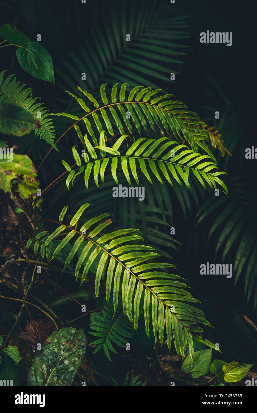 Le fronde di felce verdi si distinguono contro la fitta vegetazione della foresta pluviale costaricana, evocando l'esuberanza della biodiversità tropicale Foto Stock