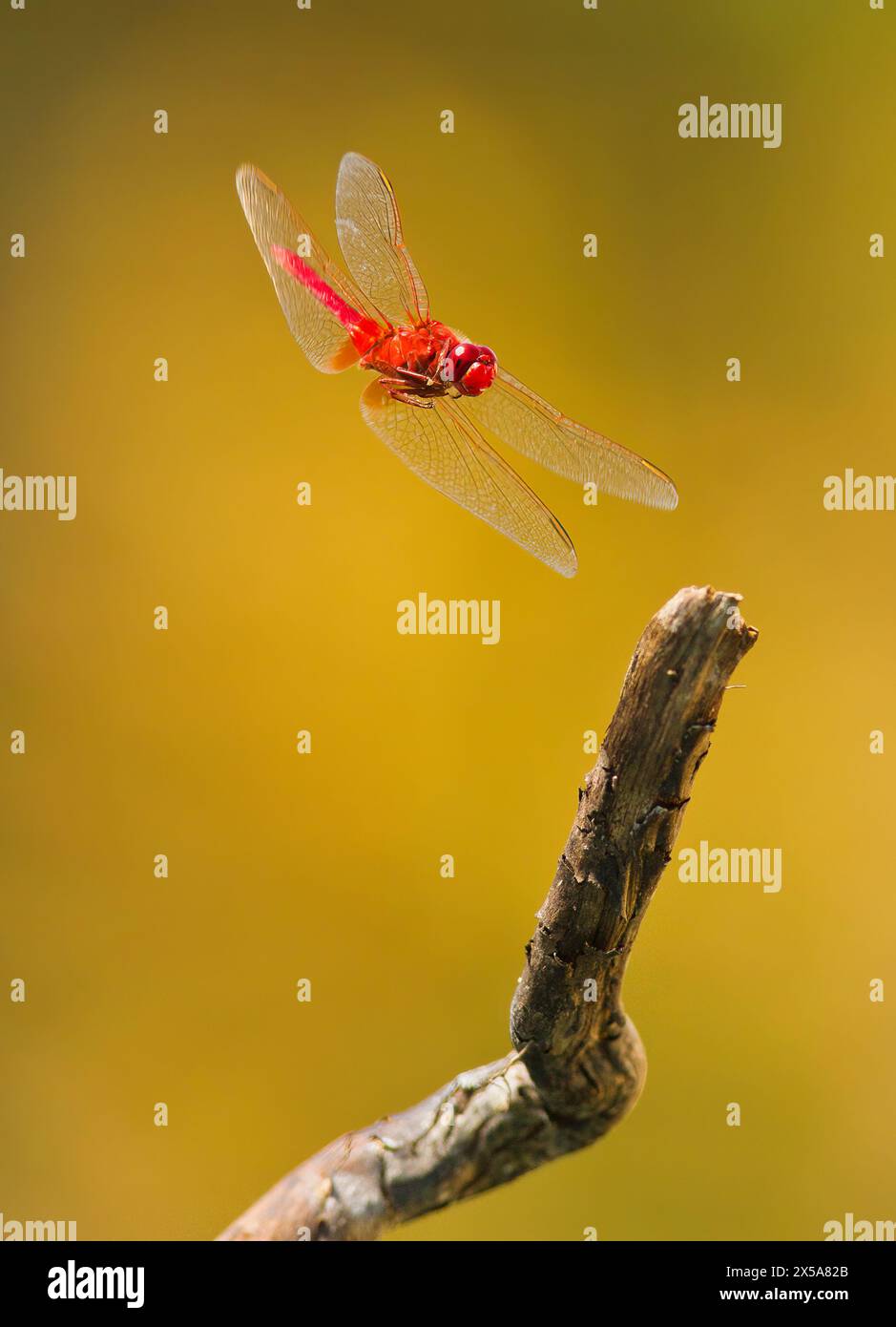 Una splendida libellula Crocothemis erythraea si trova elegantemente su un ramoscello Foto Stock
