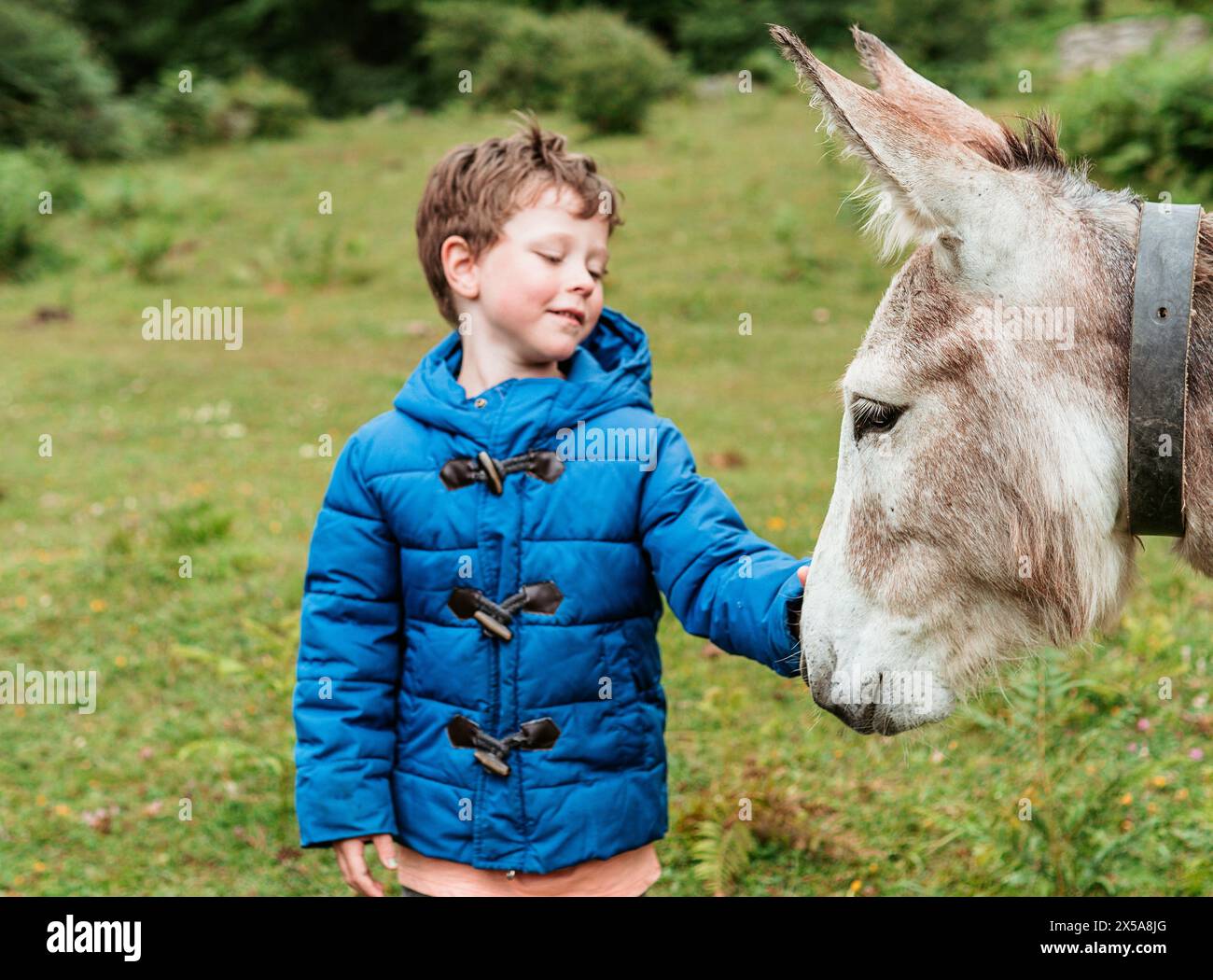 Un ragazzo allegro con una giacca blu si attacca con un dolce asino, catturando l'essenza delle attività ricreative in famiglia all'aperto. Foto Stock