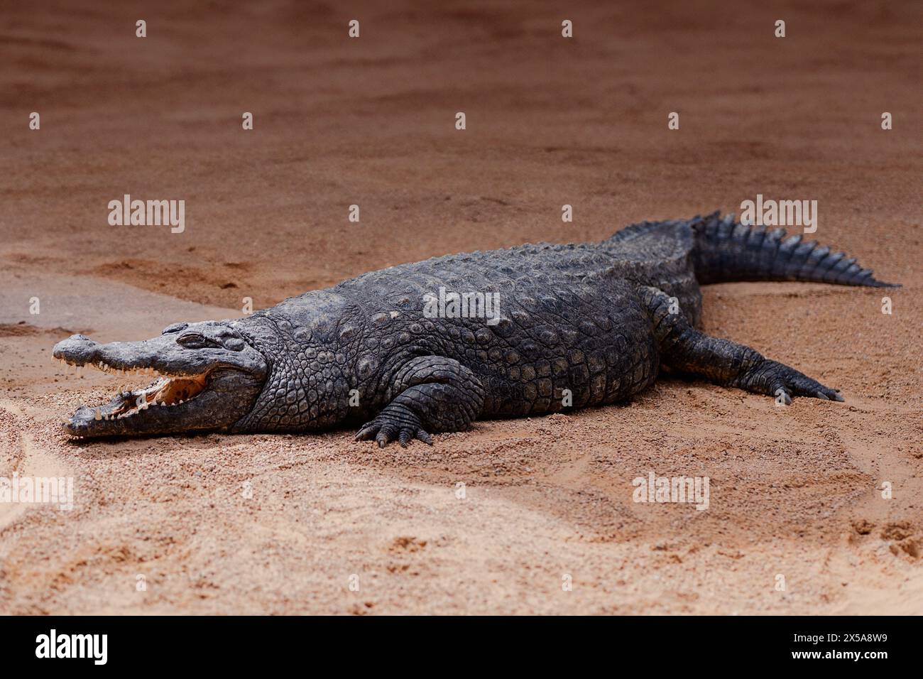 Un grande coccodrillo giace su un terreno sabbioso, con la bocca leggermente aperta, mostrando i suoi denti affilati e la pelle ruvida e ruvida Foto Stock