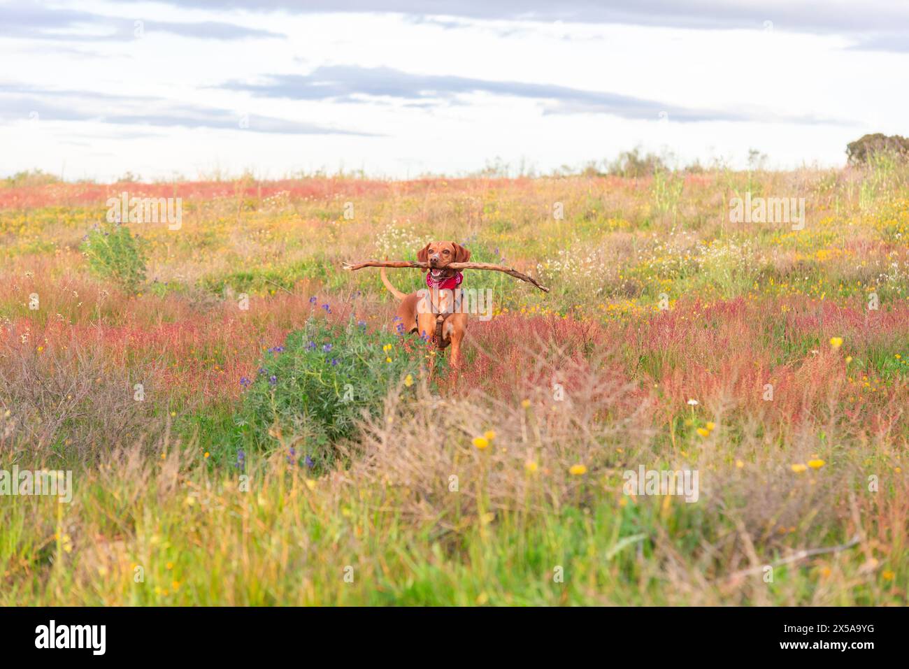 Un cane misto di razza Vizsla si fa allegramente trotto attraverso un vibrante prato di campagna, tenendo giocosamente un grande bastone in bocca tra i fiori selvatici Foto Stock