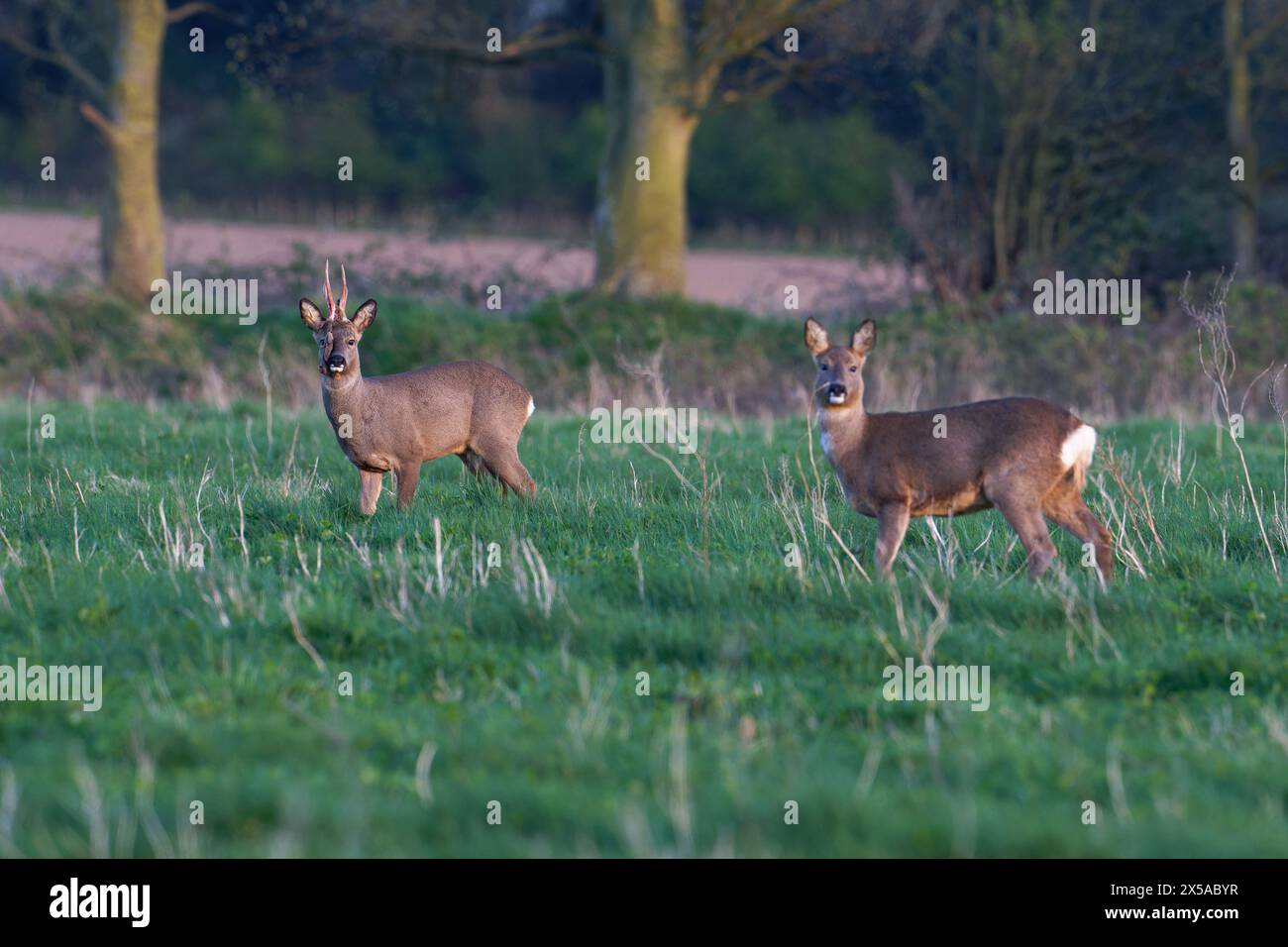 Cervo europeo - Capreolus capreolus (buck and doe) Foto Stock