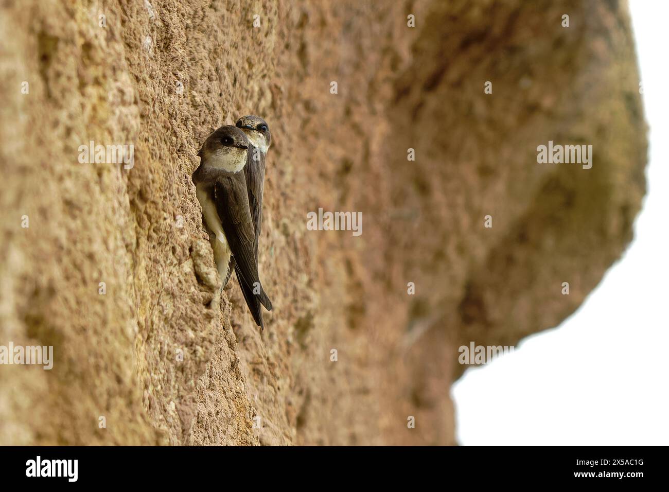 Un paio di martins-Riparia riparia al nido. Foto Stock