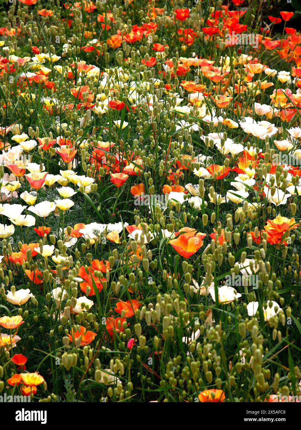 Primo piano dell'erba del giardino ornamentale Briza maxima e diversi colori di eschscholzia californica creatin un effetto prato di fiori selvatici. Foto Stock