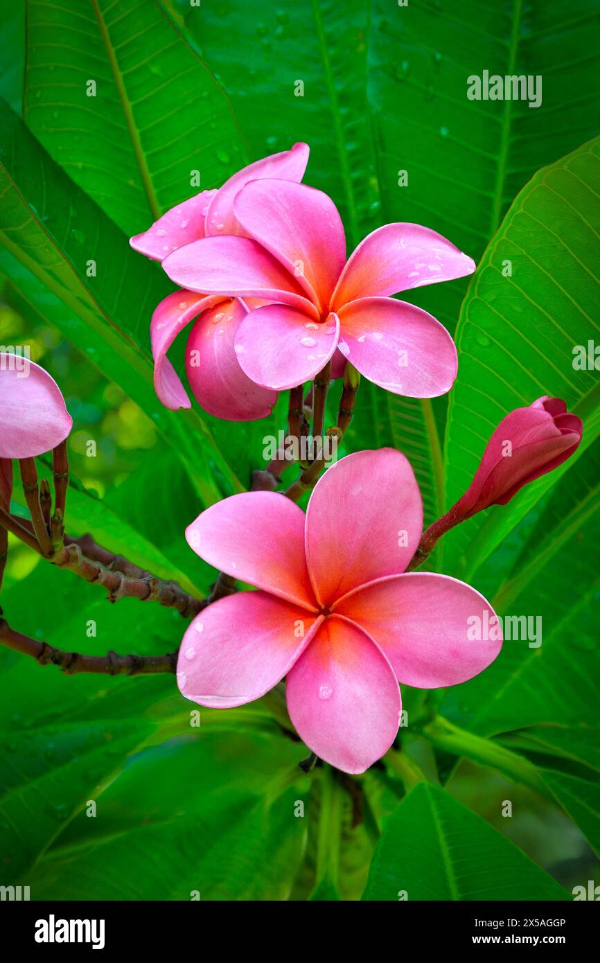 Frangipani rosa con gemme, foglie e Giardini Botanici delle Bermuda Raindrops Foto Stock