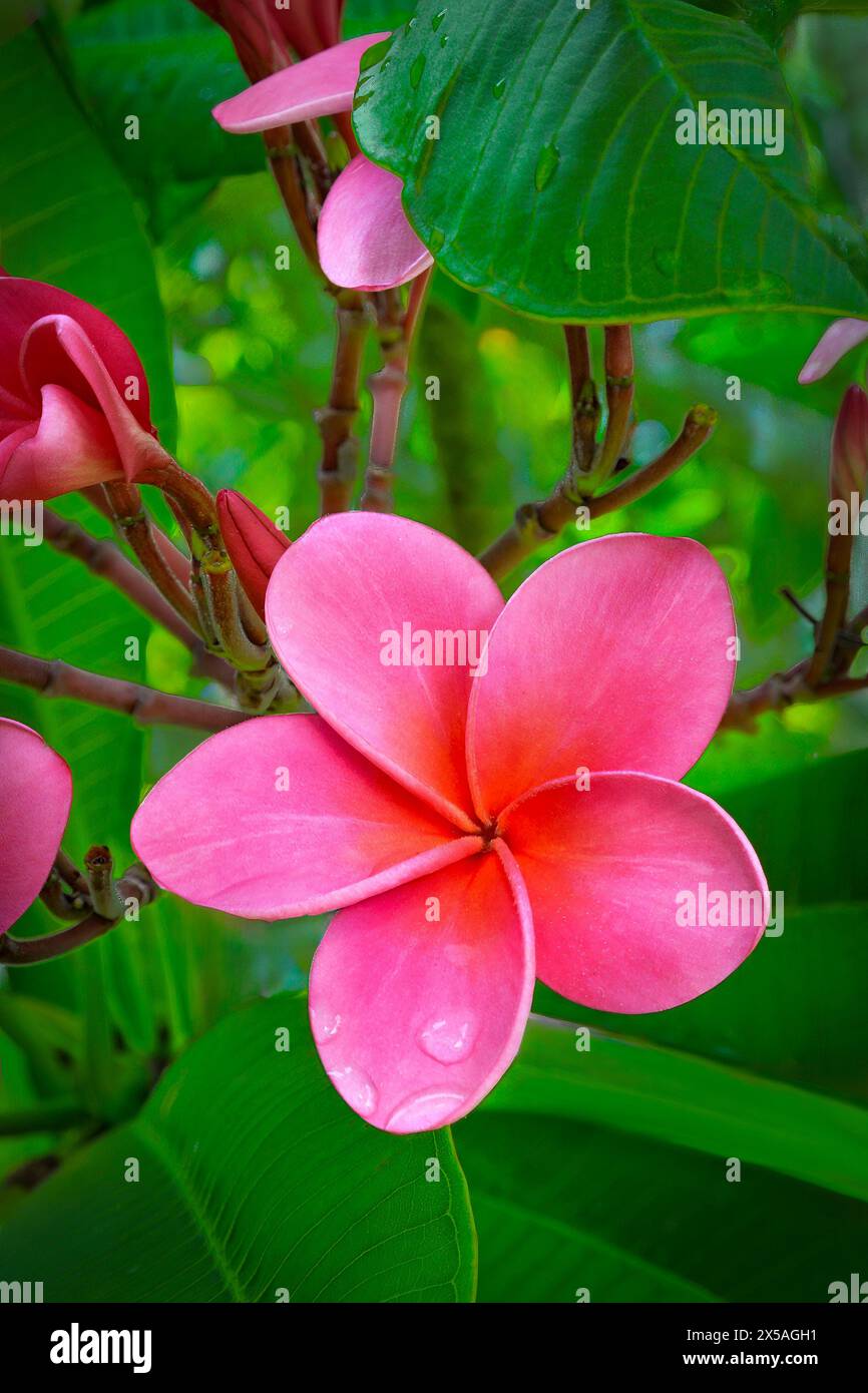Frangipani rosa con boccioli di fiori, foglie verdi e giardini botanici di Bermuda con gocce di pioggia Foto Stock