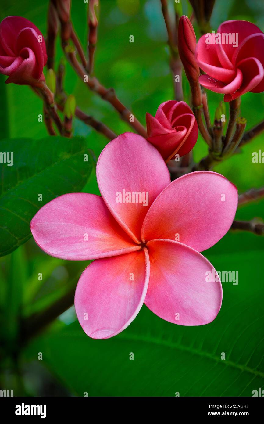 Frangipani rosa con tre gemme fiorite ai Giardini Botanici delle Bermuda Foto Stock