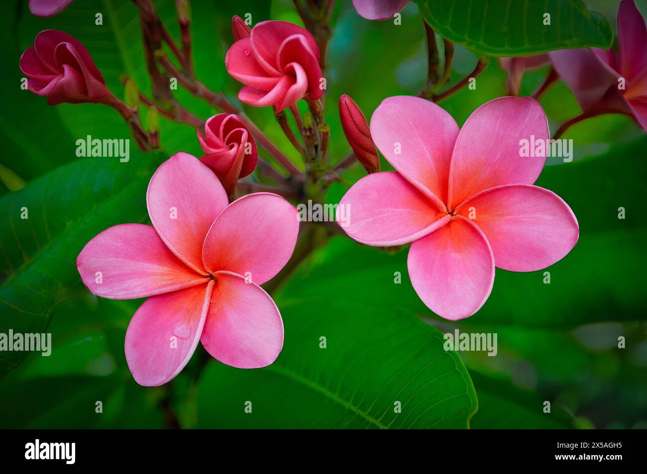Due Frangipani rosa con gocce d'acqua, boccioli di fiori e giardini botanici di Bermuda con foglie verdi Foto Stock