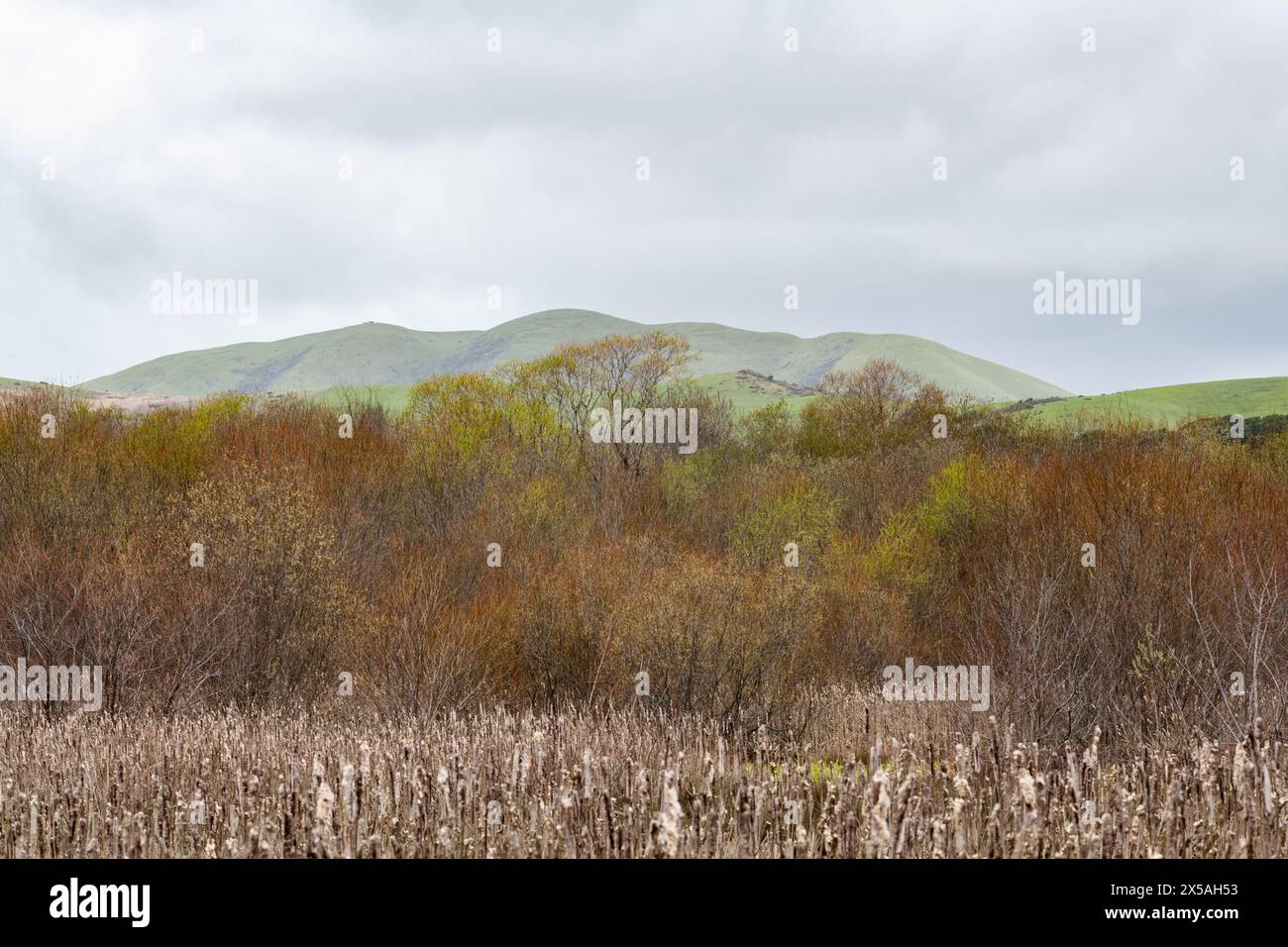 Gli alberi in erba all'inizio della primavera creano un morbido lavaggio pastello in una palude nel Point Reyes National Seashore, California settentrionale. Foto Stock