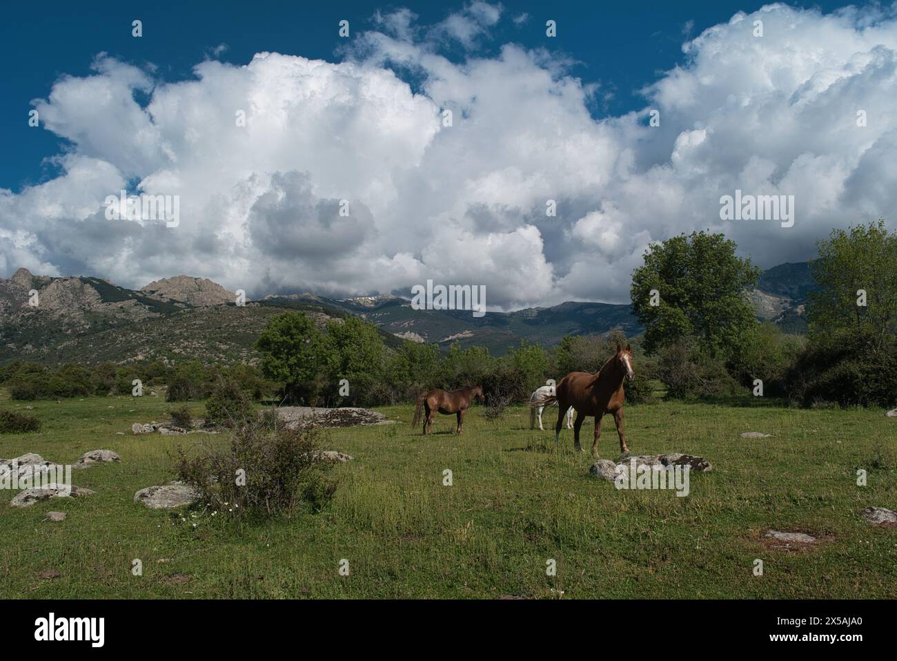 animali in campagna Foto Stock