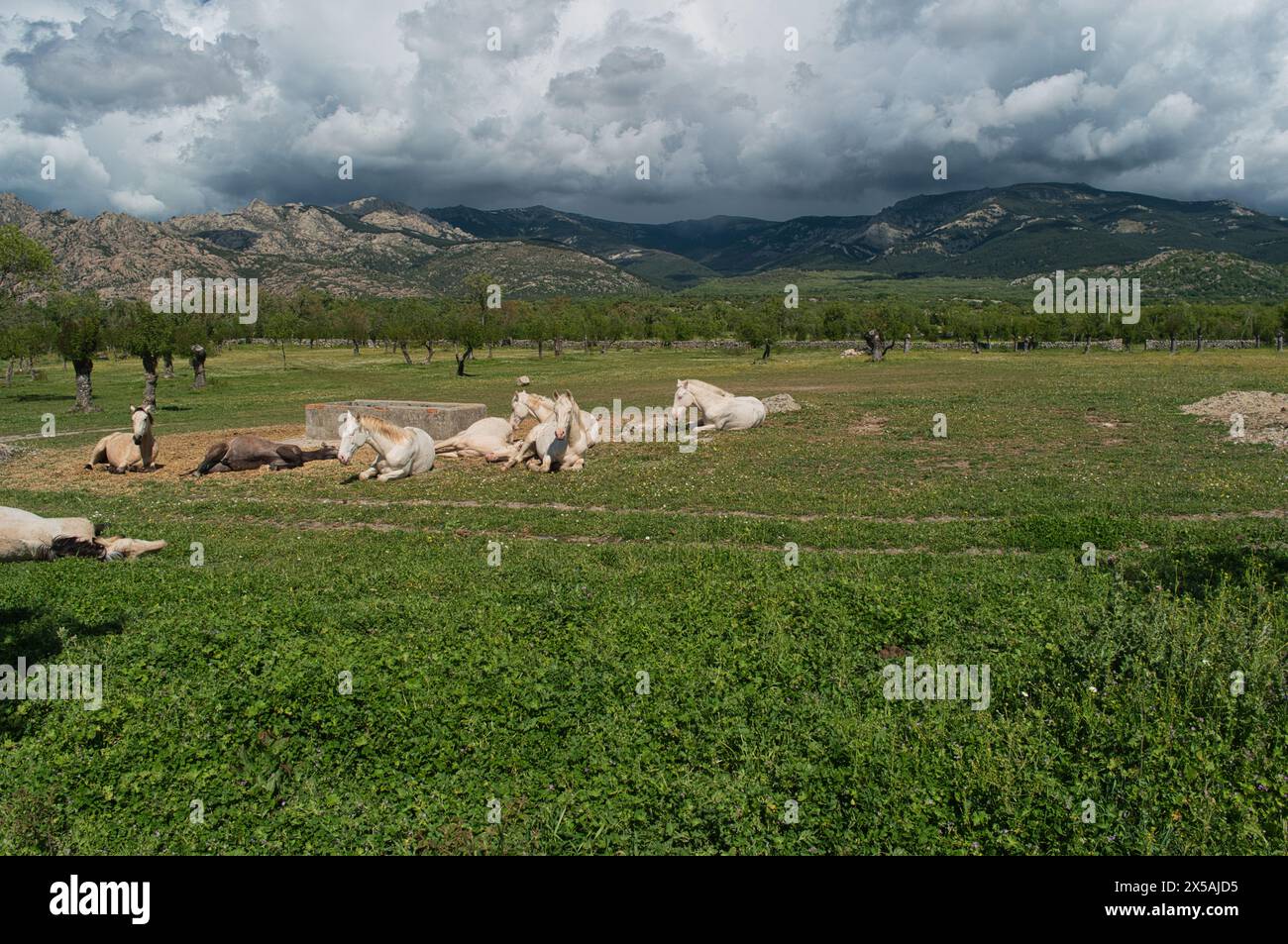 animali in campagna Foto Stock