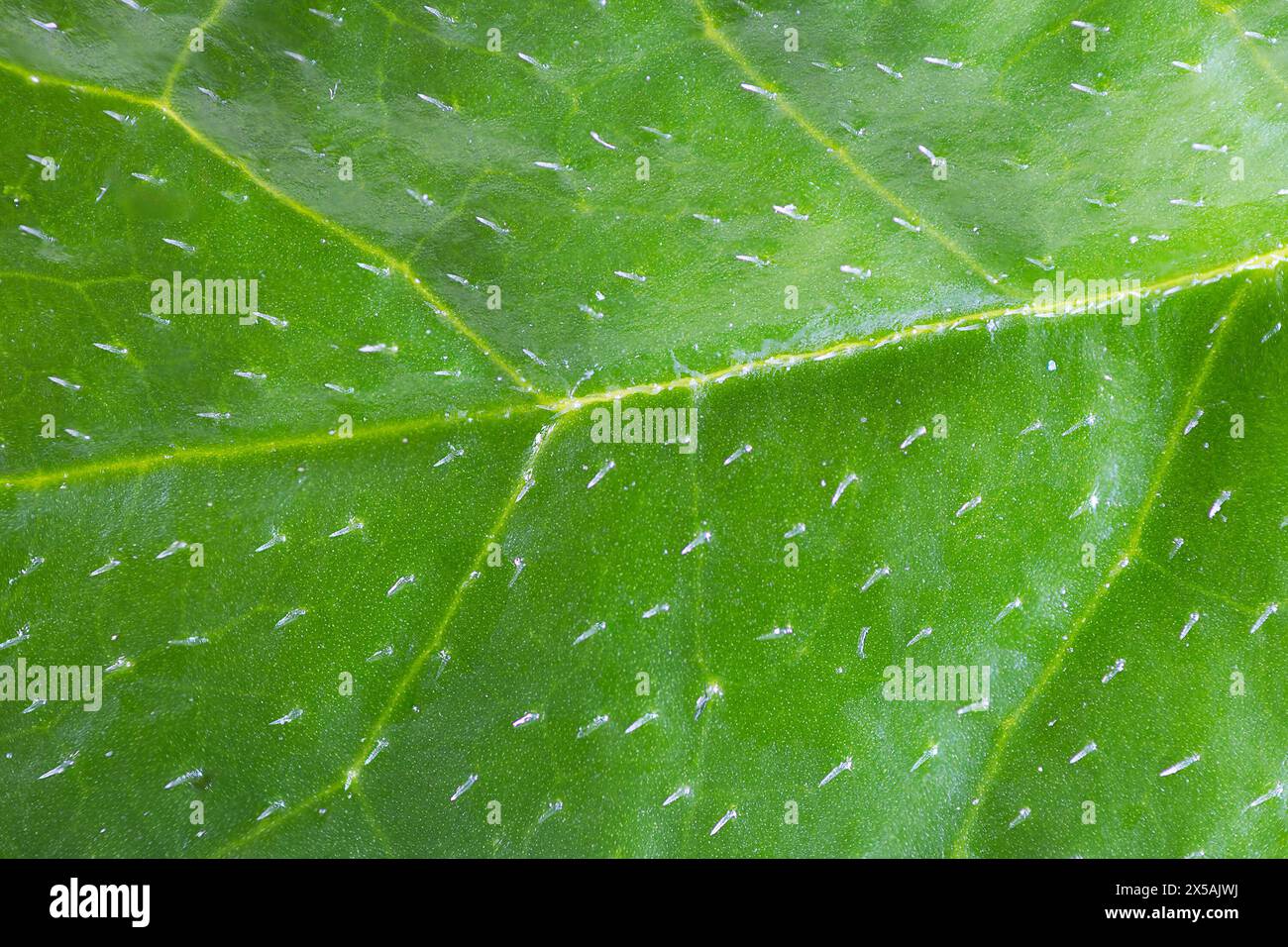 immagine macro della superficie verde della foglia di limone, messa a fuoco impilata Foto Stock