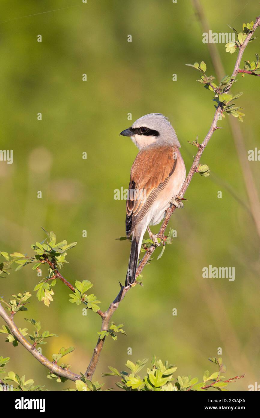 shrike rosso maschio in habitat naturale (Lanius collurio) Foto Stock