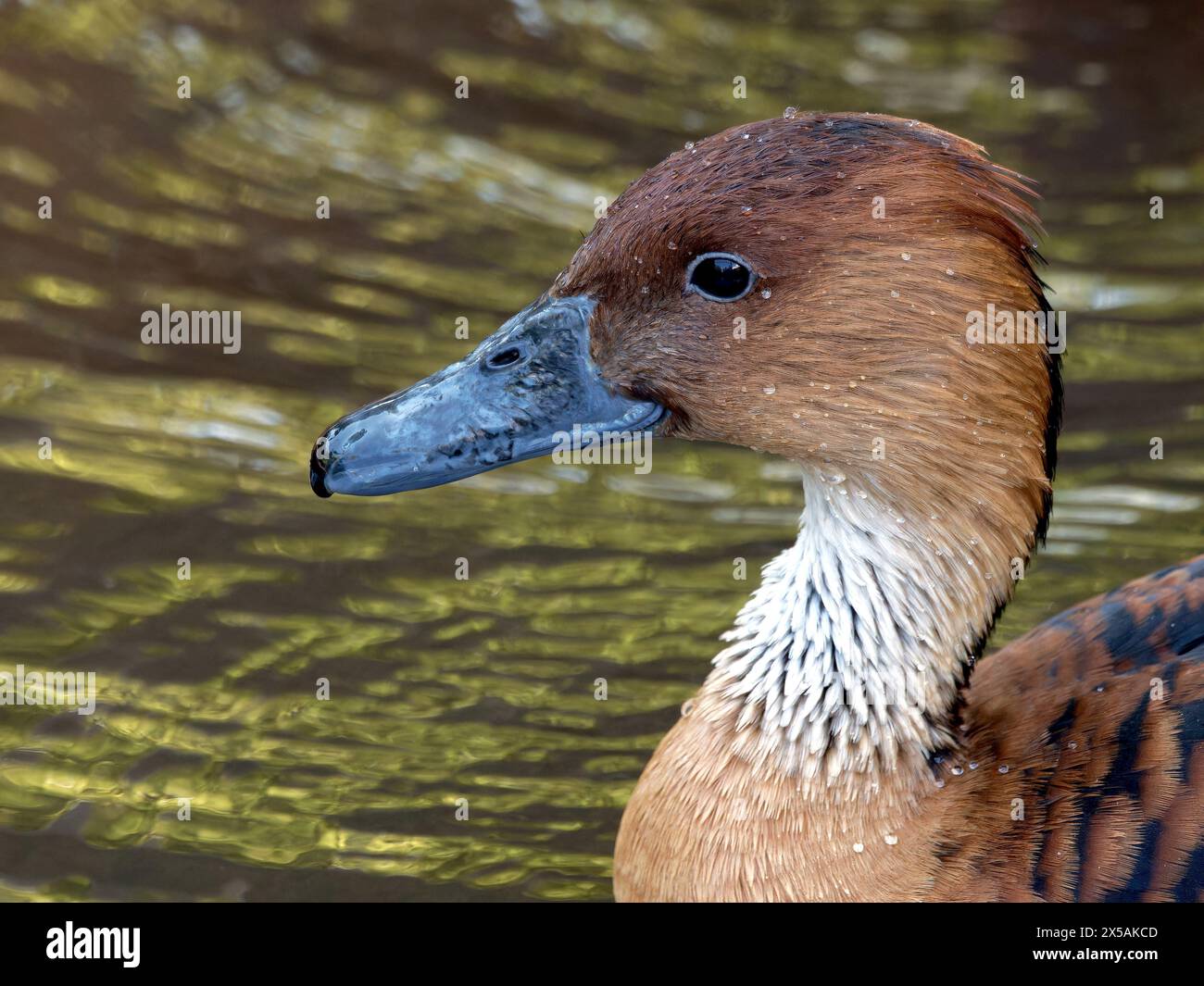 Anatra fischiante fulvante, anatra fulvante, Gelbe Pfeifgans, Dendrocygne fauve, Dendrocygna bicolor, sujtásos fütyülőlúd Foto Stock