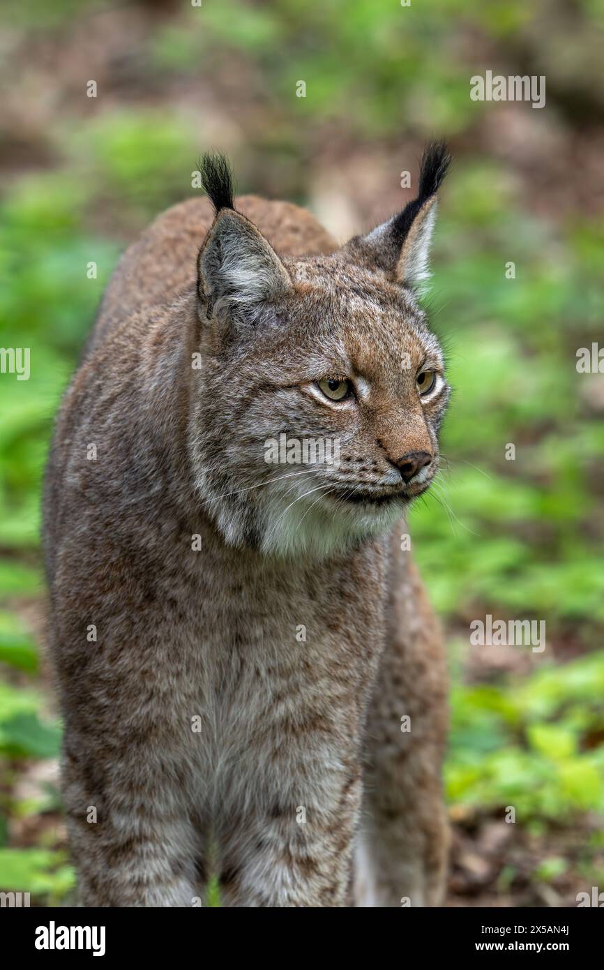 Primo piano della caccia alla lince eurasiatica (Lynx Lynx) nella foresta Foto Stock