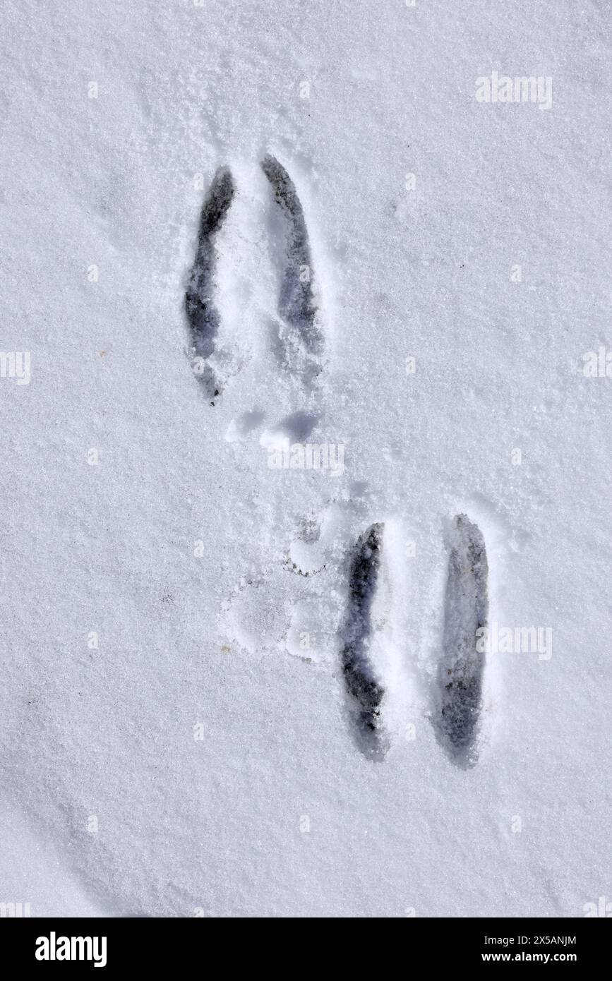 Camosci alpino (Rupicapra rupicapra) impronte/tracce sulla neve che mostrano i bidoni in inverno Foto Stock