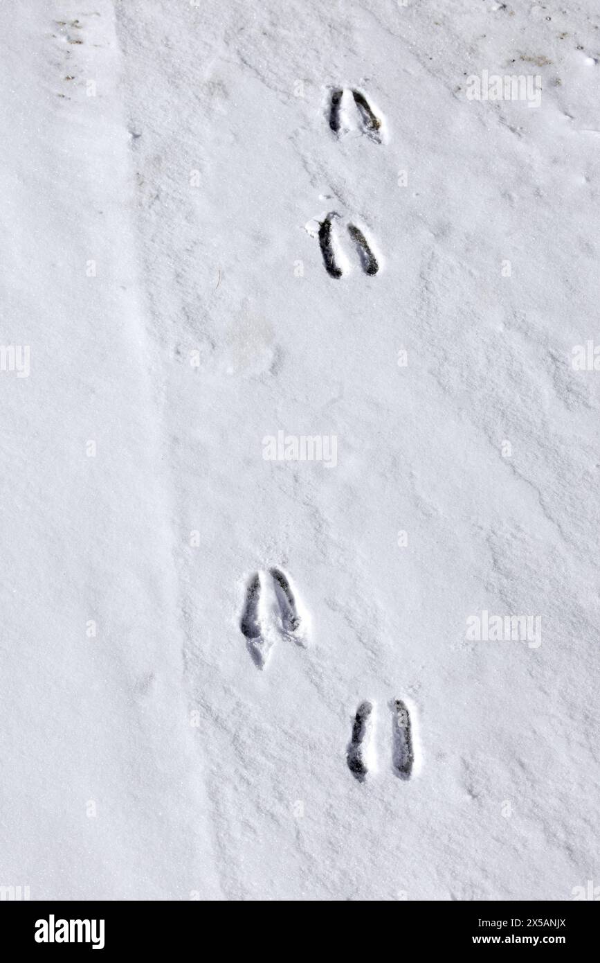 Camosci alpino (Rupicapra rupicapra) impronte/tracce sulla neve che mostrano i bidoni in inverno Foto Stock