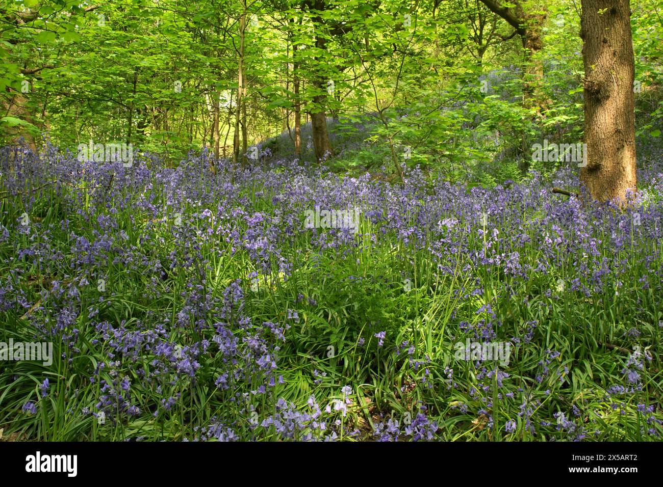 Bluebells (Hyacinthoides non-scripta) in Middleton Woods, Denton Road, Ilkley, West Yorkshire, Regno Unito Foto Stock