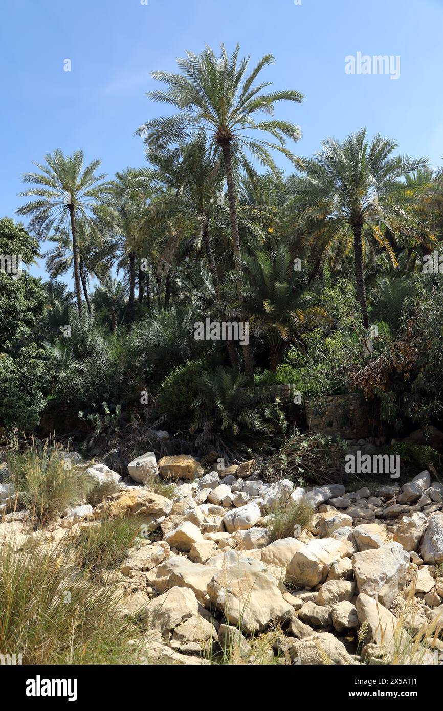 Date Palms, Wadi Bani Khalid, montagne Hajar orientali, Oman Foto Stock