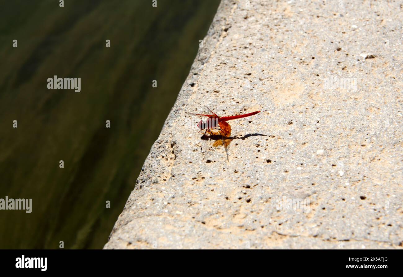 Wadi Bani Khalid Bright Scarlet Dragonfly (Crocothemis Erythraea) Oman Foto Stock