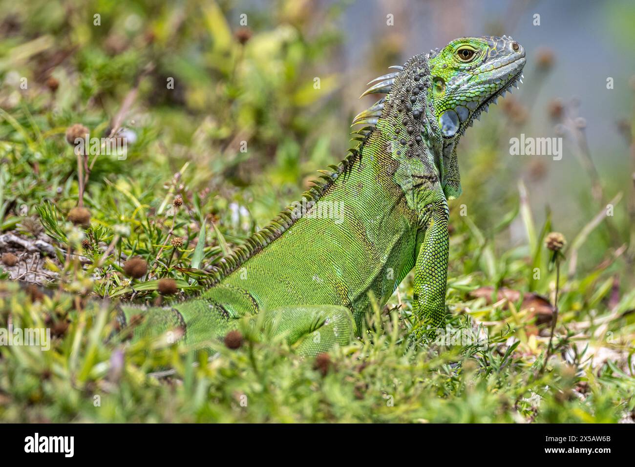 Iguana verde allerta vicino a un canale nella contea di Palm Beach, Florida. (USA) Foto Stock