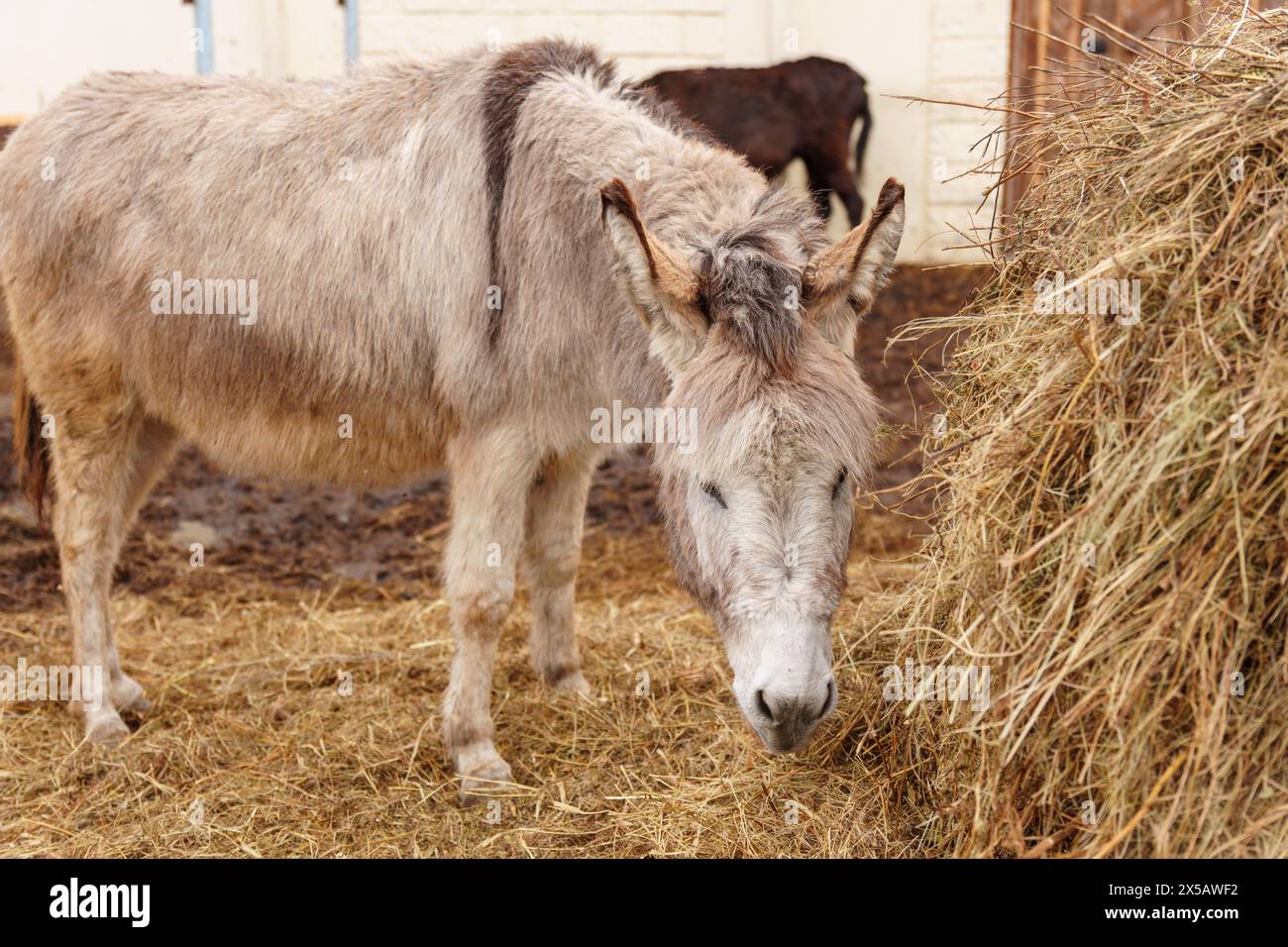 Asino in piedi insieme su un cumulo di fieno dorato, sgranocchiando sul mangime nutriente. Foto Stock