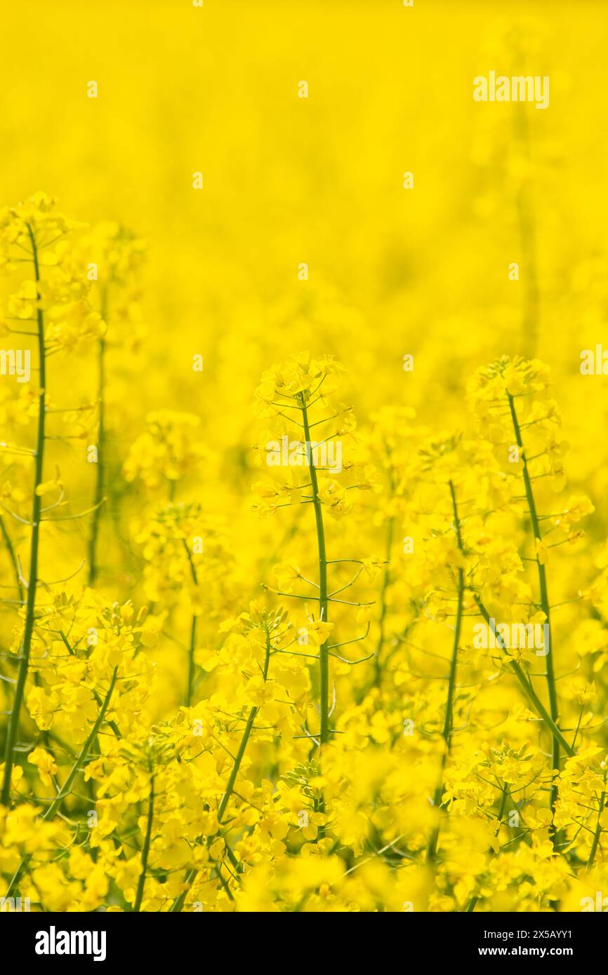 campo di colza in fiore giallo. Una pianta separata su sfondo giallo. Foto Stock