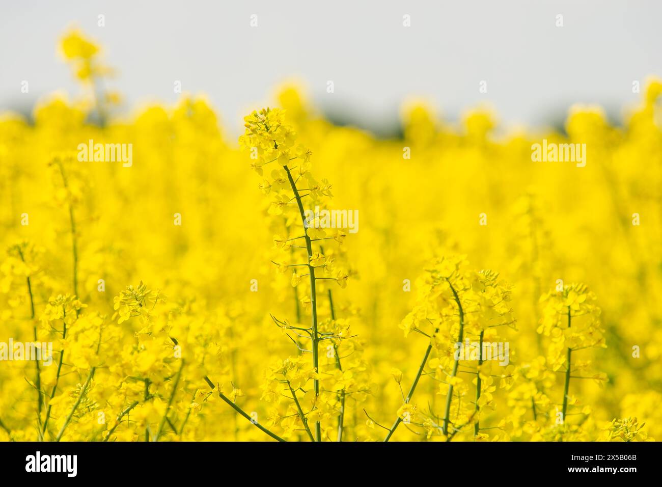 campo di colza in fiore giallo. Una pianta separata su sfondo giallo. Foto Stock