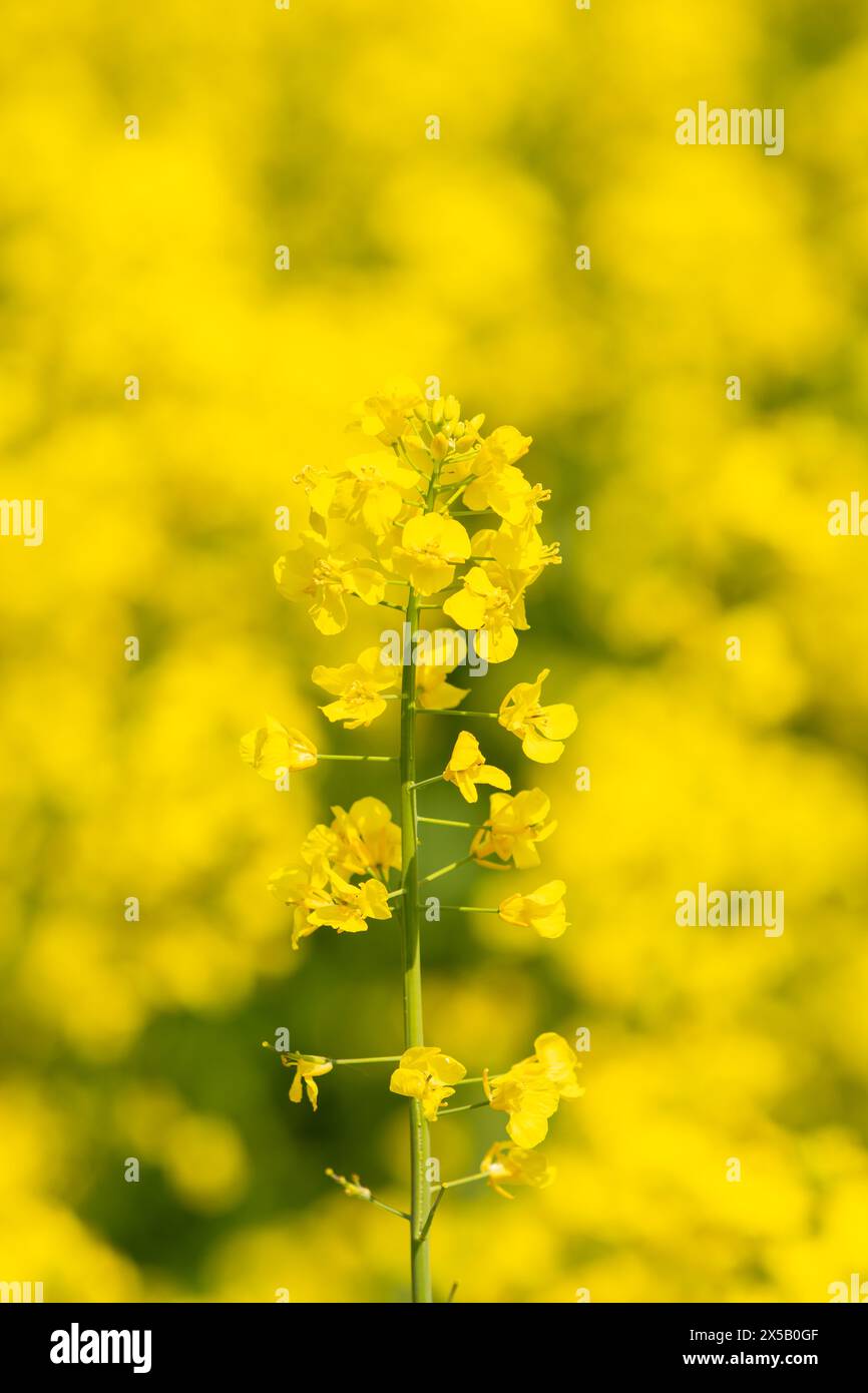campo di colza in fiore giallo. Una pianta separata su sfondo giallo. Foto Stock