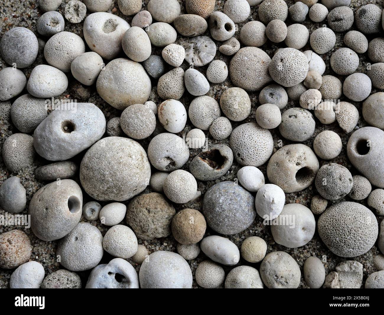Piccoli fossili del Mar Baltico: Spugne calcaree pietrificate e silicee che ricordano le perle. Ideale per collezionisti e poster decorativi Foto Stock