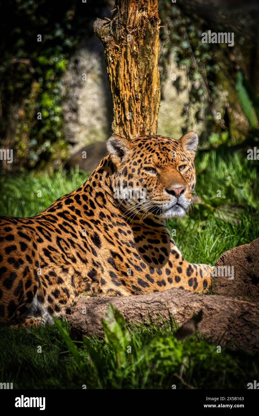 Jaguar allo zoo di Dartmoor, Regno Unito Foto Stock