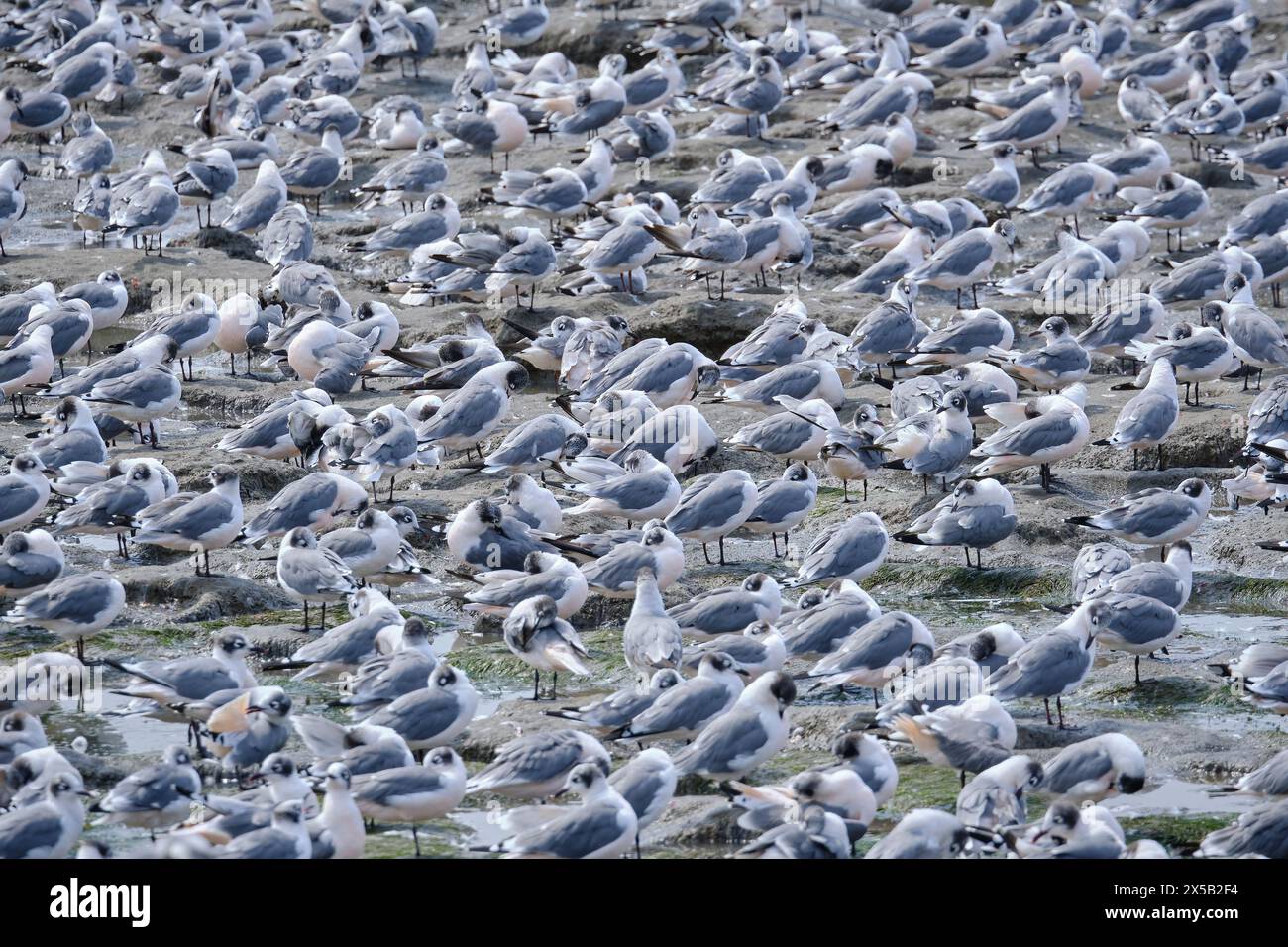 Franklin's Gull (Leucophaeus pipixcan), splendido gruppo di migranti boreali abbondanti durante i mesi da ottobre a maggio, arroccato sulle rive del Foto Stock