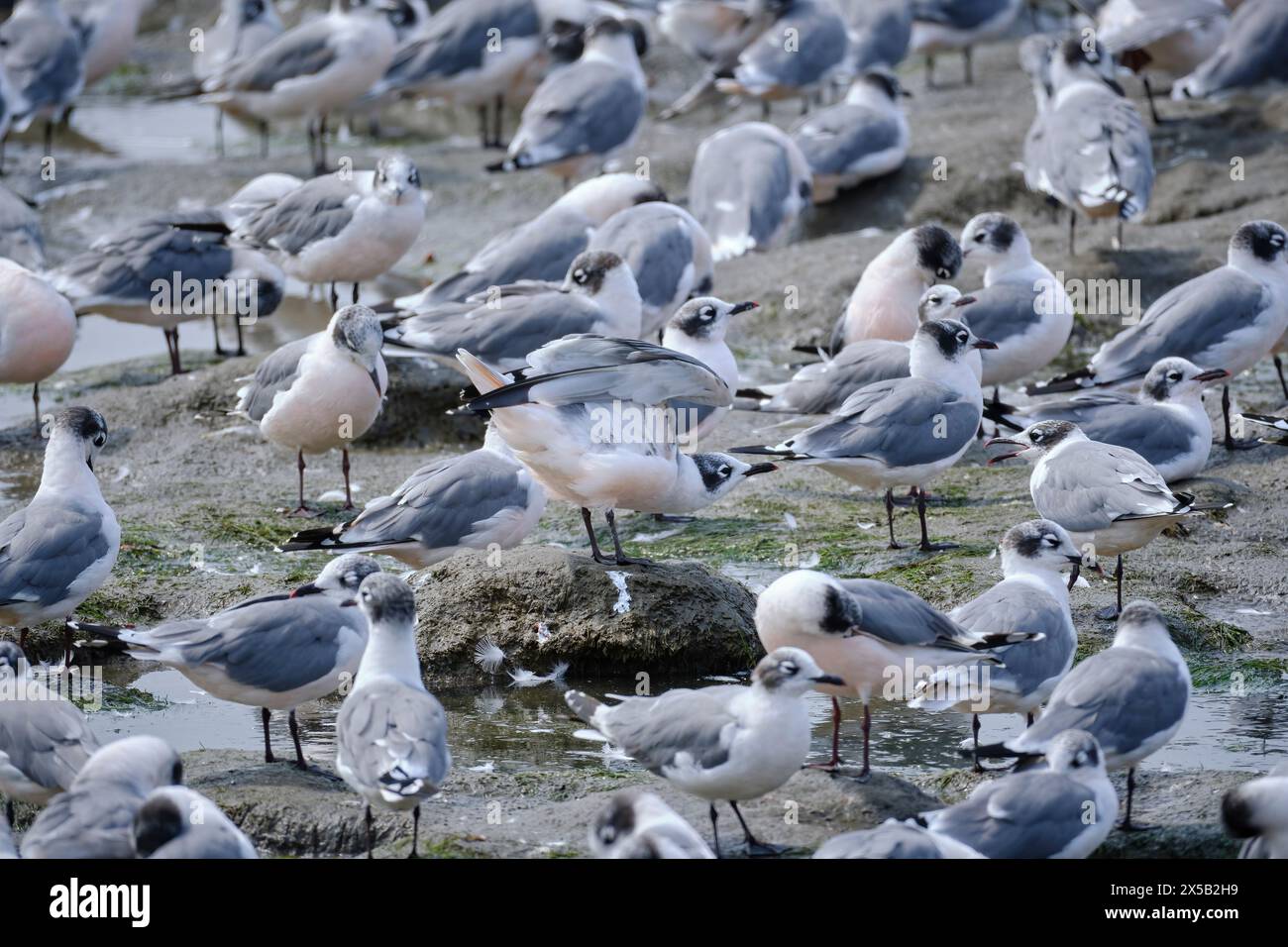 Franklin's Gull (Leucophaeus pipixcan), splendido gruppo di migranti boreali abbondanti durante i mesi da ottobre a maggio, arroccato sulle rive del Foto Stock