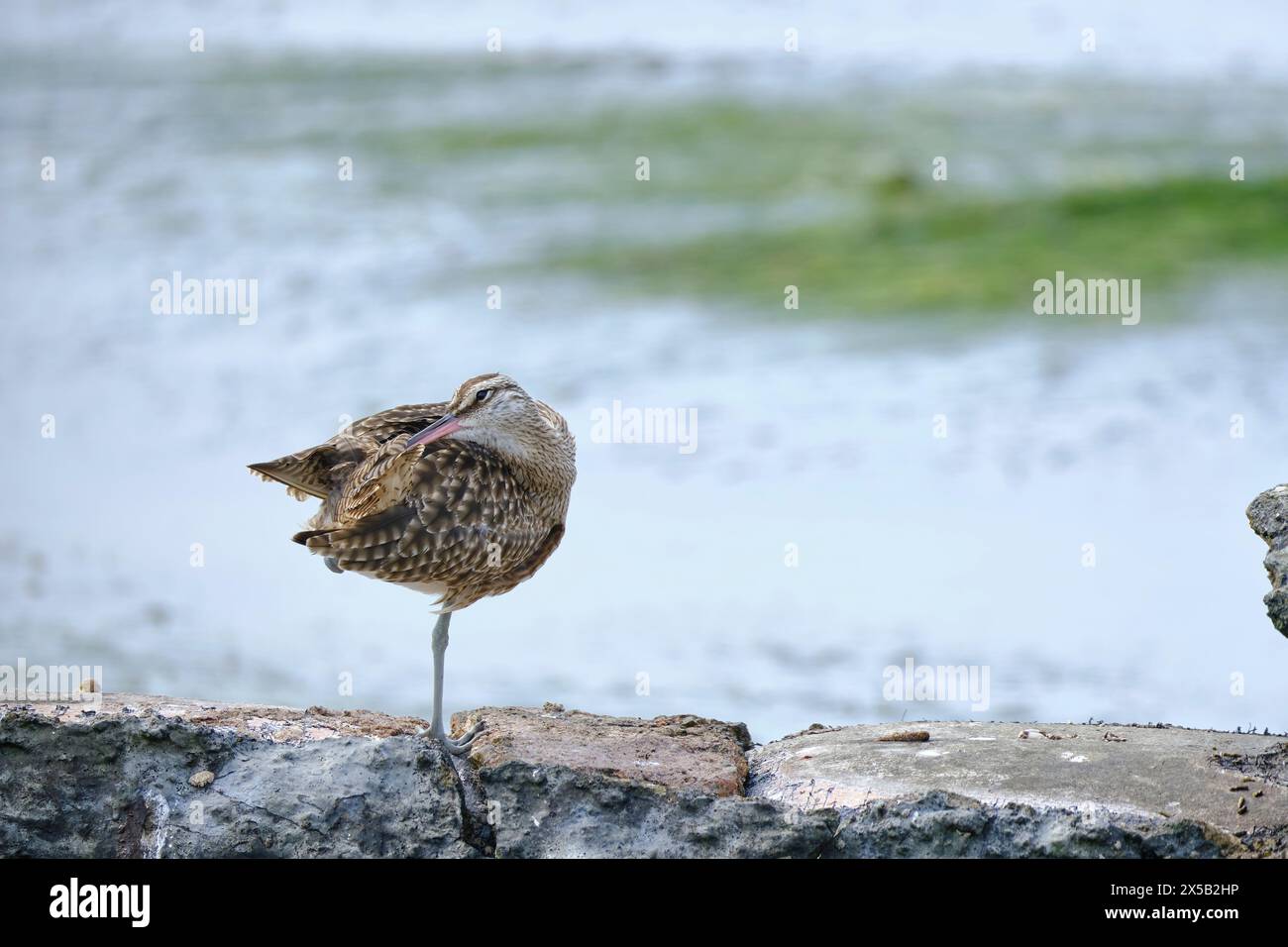 Whimbrel (Numenius phaeopus), splendido ritratto di questo shorebird sulla spiaggia. Perù. Foto Stock