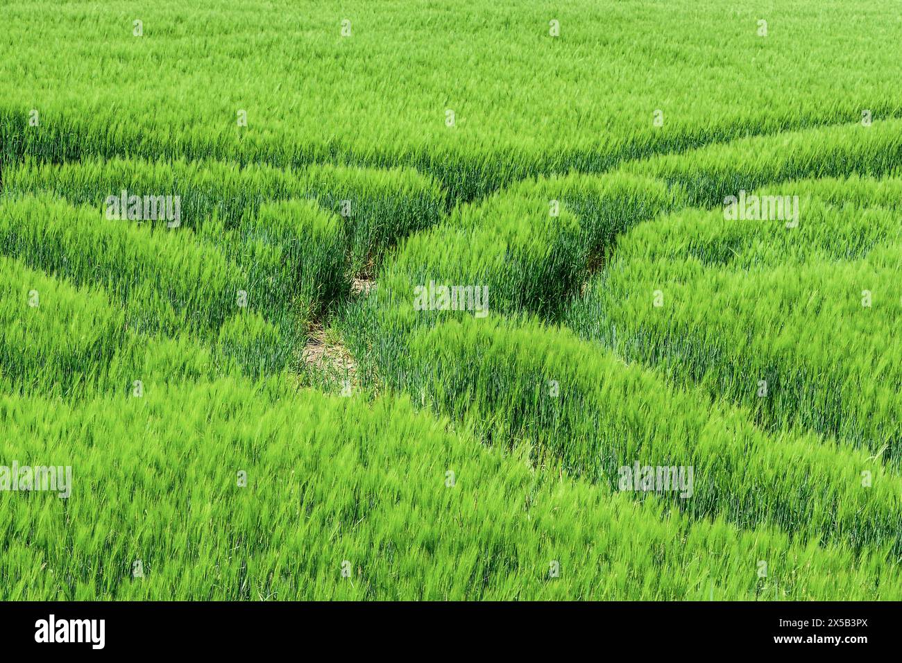 Cingoli del trattore che si estendono in profondità nel campo agricolo di Rye in crescita sana in primavera - sud-Touraine, Francia centrale. Foto Stock