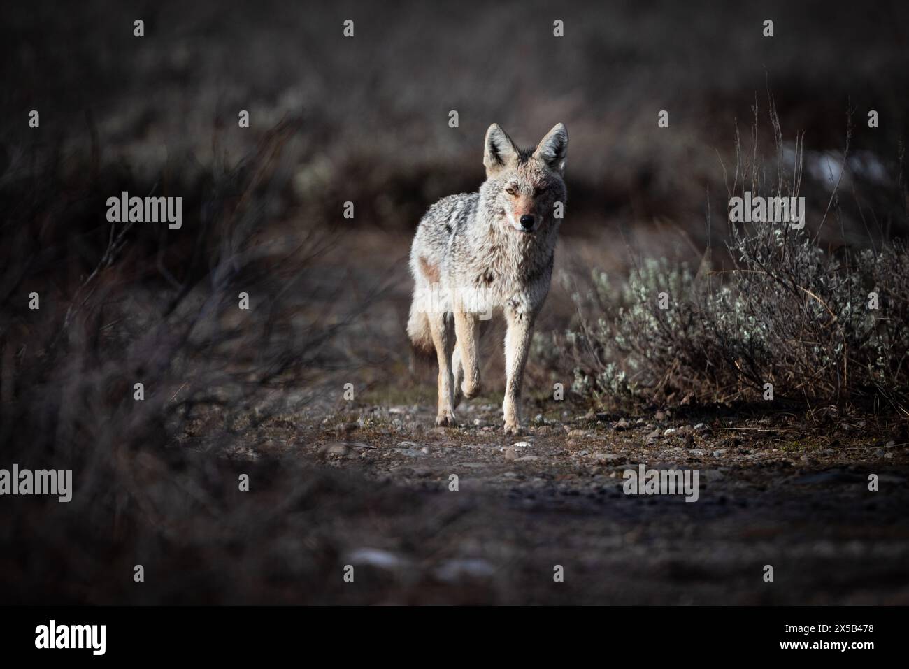 Un coyote che corre lungo un sentiero attraverso una spazzola di sapone vicino alla strada Moose-Wilson. Grand Teton National Park, Wyoming Foto Stock
