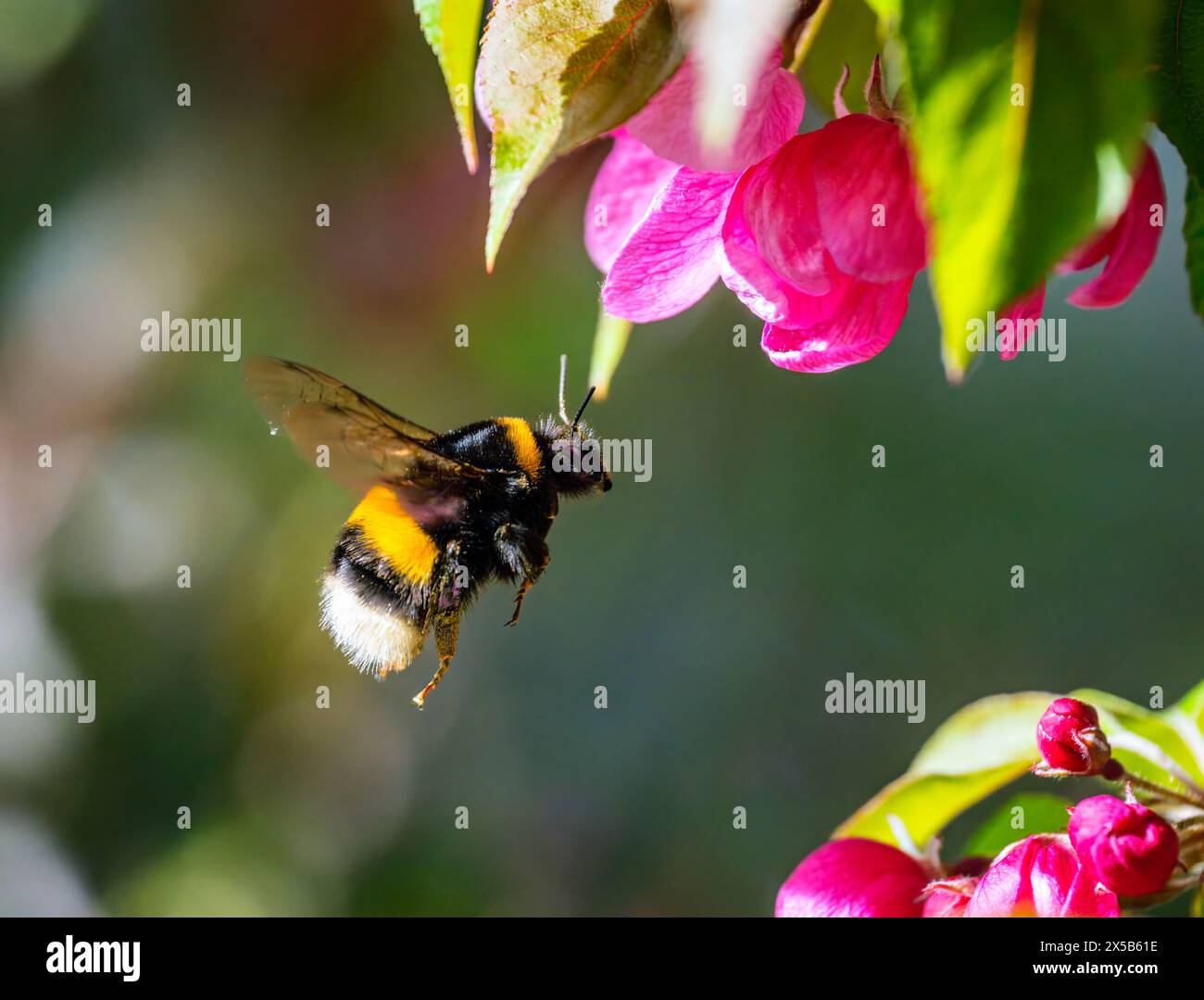 Macro di un bumblebee che vola verso una fioritura di mele rosa Foto Stock