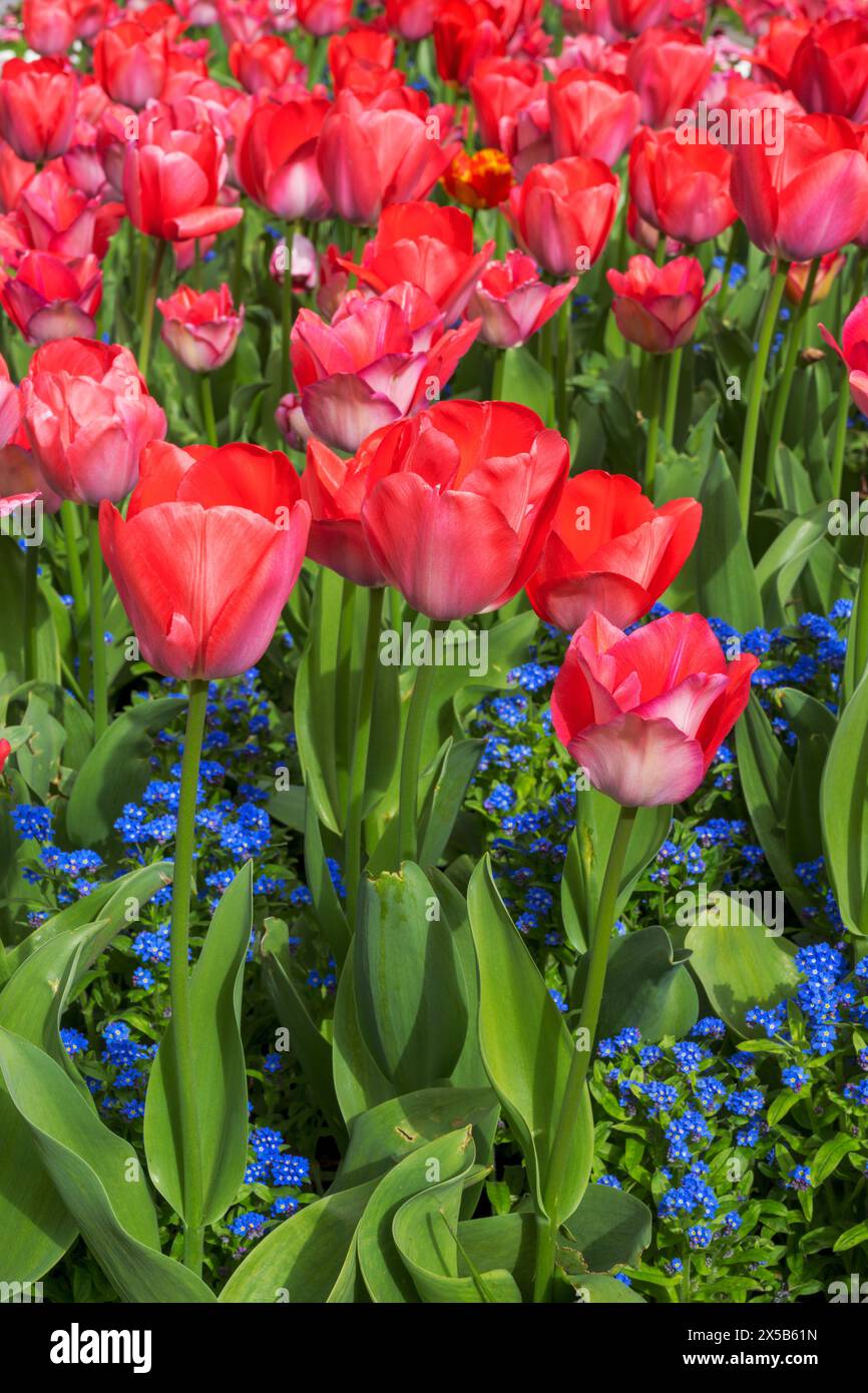Giardino pieno di fiori di tulipani rossi in fiore Foto Stock