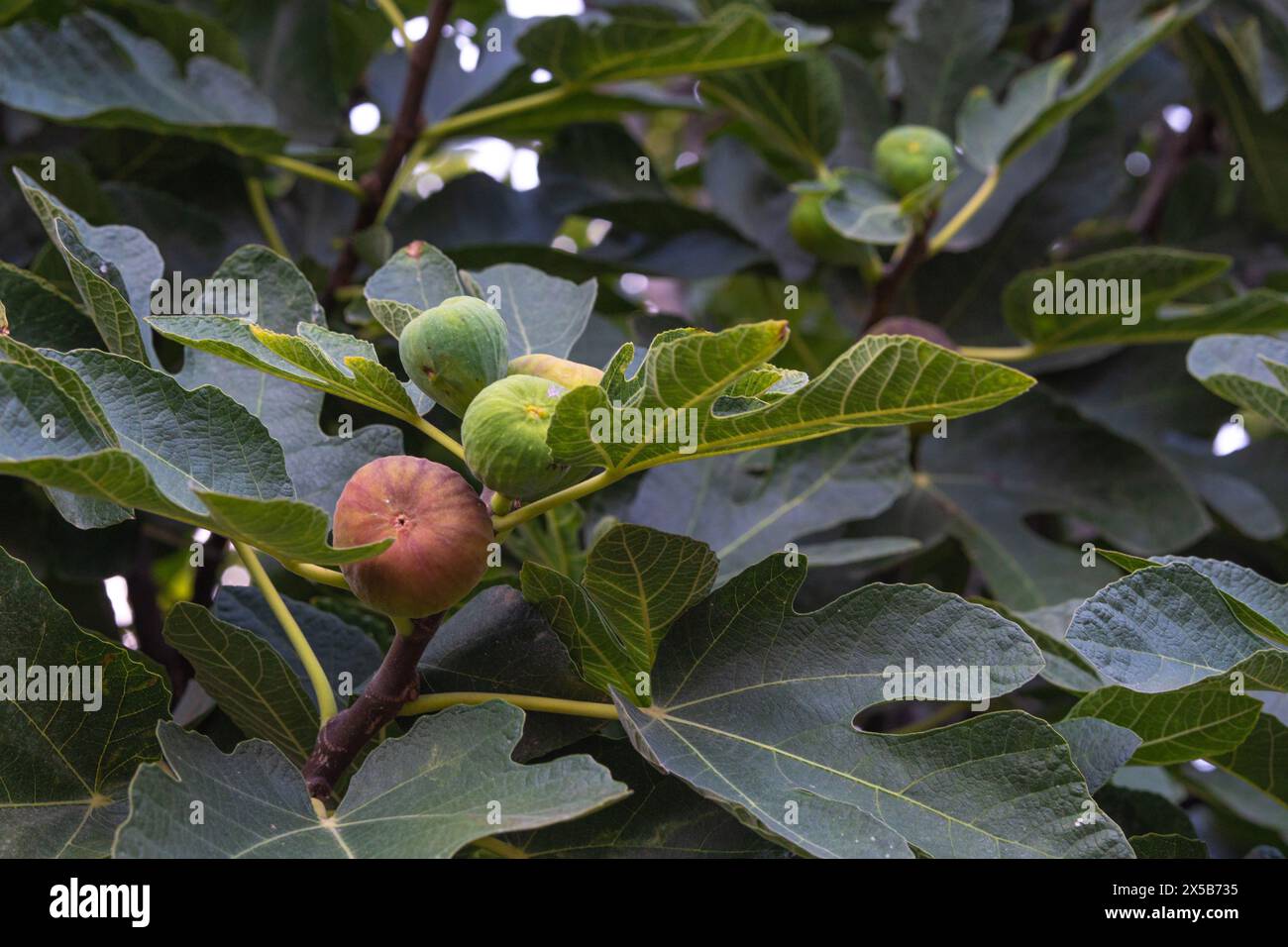 fichi sui rami con foglie verdi, fico con frutti Foto Stock