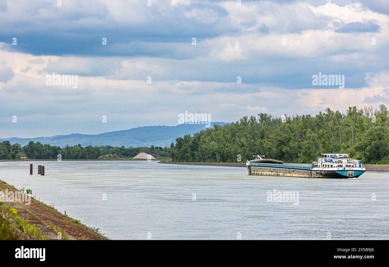 Rheinschifffahrt Das Rheinschiff Loma Wijnegem-B ist auf dem Rheinseitenkanal des Oberrheins in Flussrichtung unterwegs. Fessenheim, Frankreich, 13.05.2023 *** navigazione sul Reno la nave del Reno Loma Wijnegem B sta viaggiando sul canale laterale del Reno superiore in direzione del fiume Fessenheim, Francia, 13 05 2023 Foto Stock