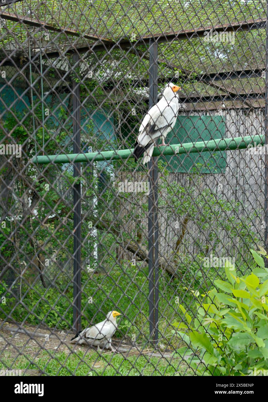 Coppia di avvoltoi egiziani Neophron percnopterus specie in via di estinzione dell'avvoltoio bianco o del pollo del faraone nello zoo di Sofia, Bulgaria, UE Foto Stock